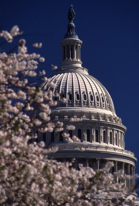 Capitol Dome and Cherry Blossom