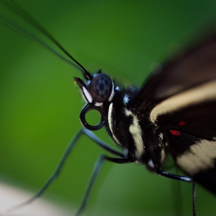 Swallowtail