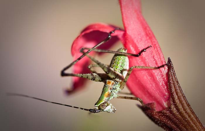 Cricket on Salvia