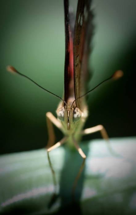 Butterfly Head On