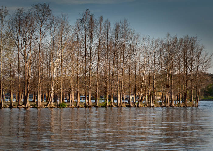 Winter Trees, Lake Austin