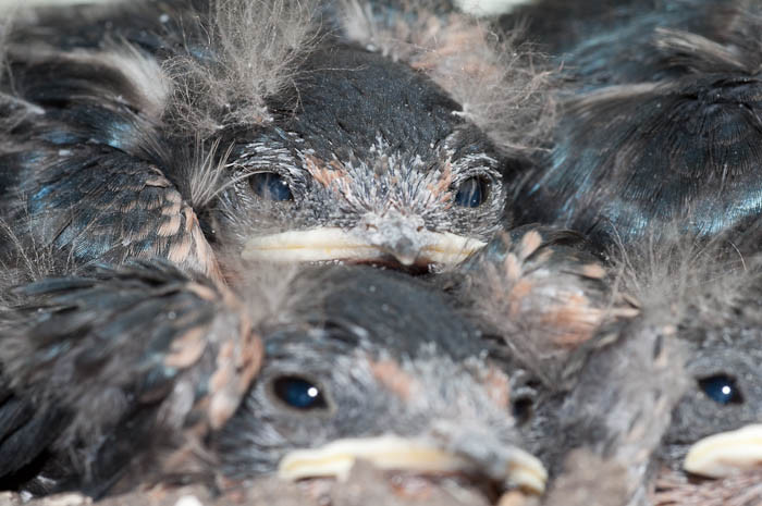 Crowded Nest