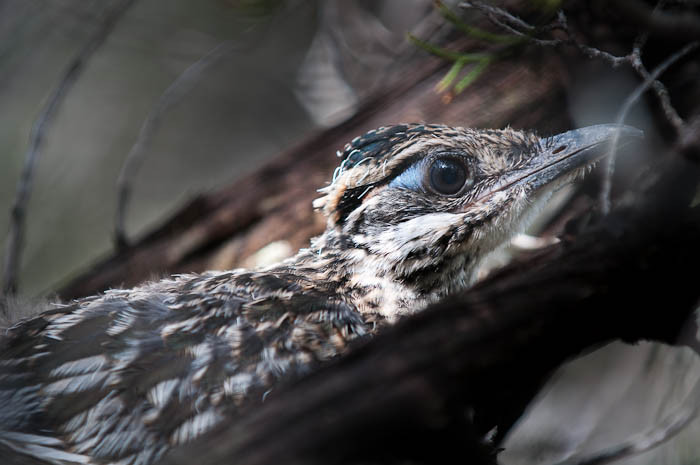Juvenile Roadrunner, Texas