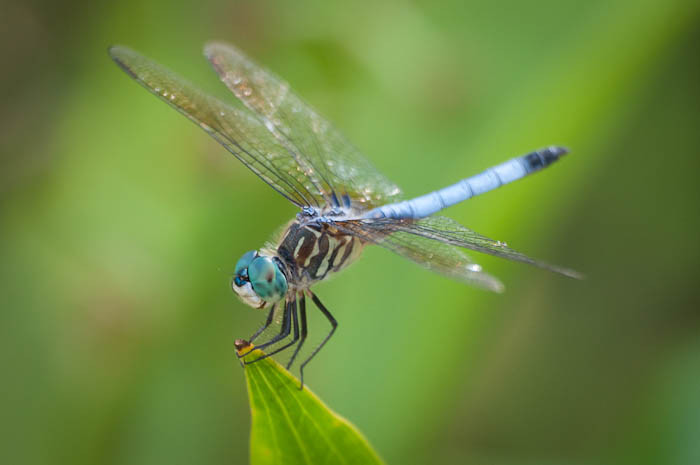 Blue Dasher Dragonfly