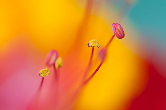 Stamen