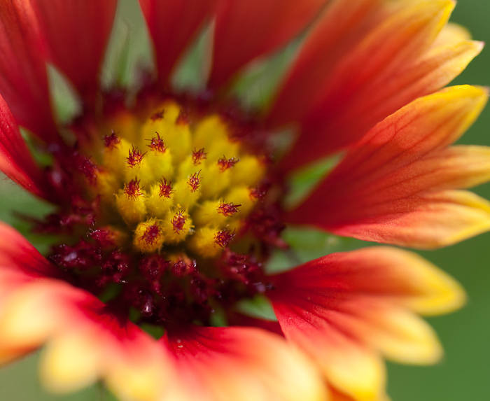 Coreopsis