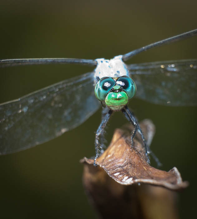 Alien Eyes
