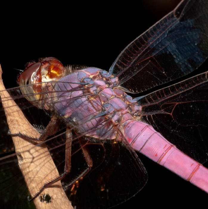 Roseate Skimmer Dragonfly, Austin, Texas
