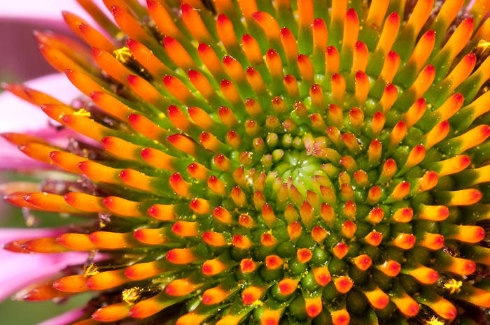 Purple Coneflower