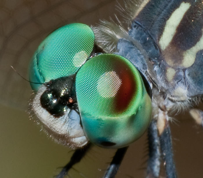 Compound Eyes