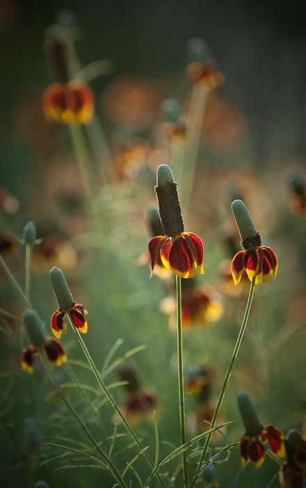Mexican Hats