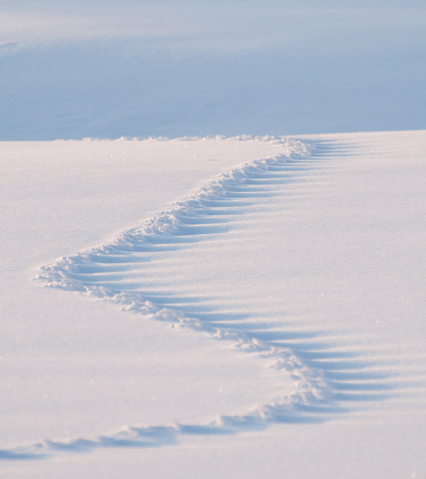 Tracks in the Snow