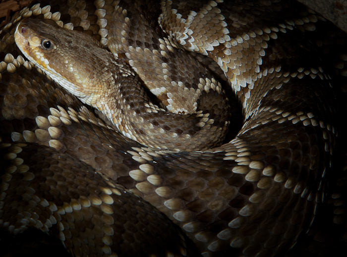 Fort Davis Rattler