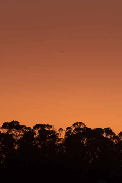 Sunset and Eucalyptus, San Francisco