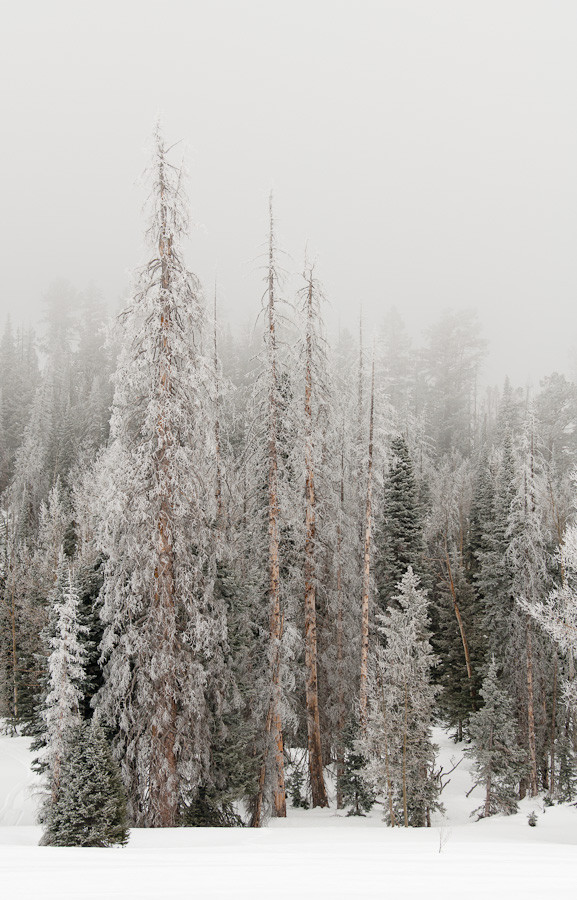 Frozen Fir Trees, Utah