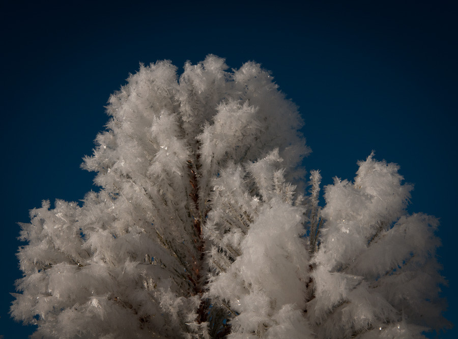 Hoar Frost