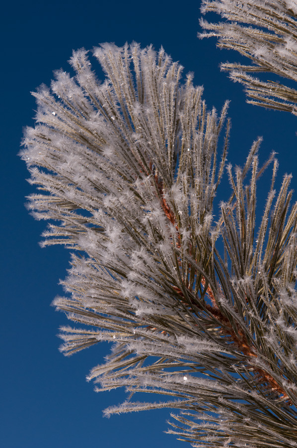 Frosted Conifer Branch