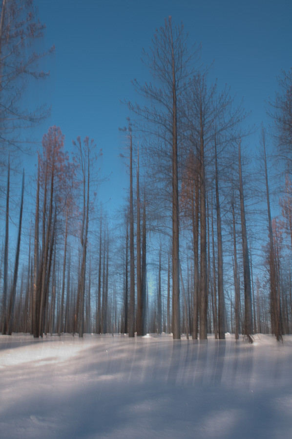 Blackened Trees, Bryce Canyon
