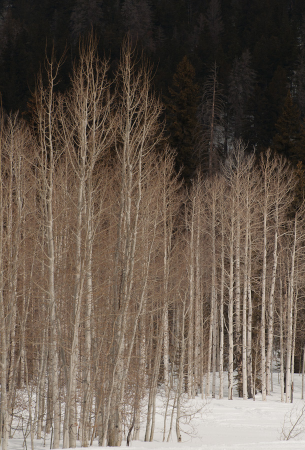 Aspen and Conifers, Utah