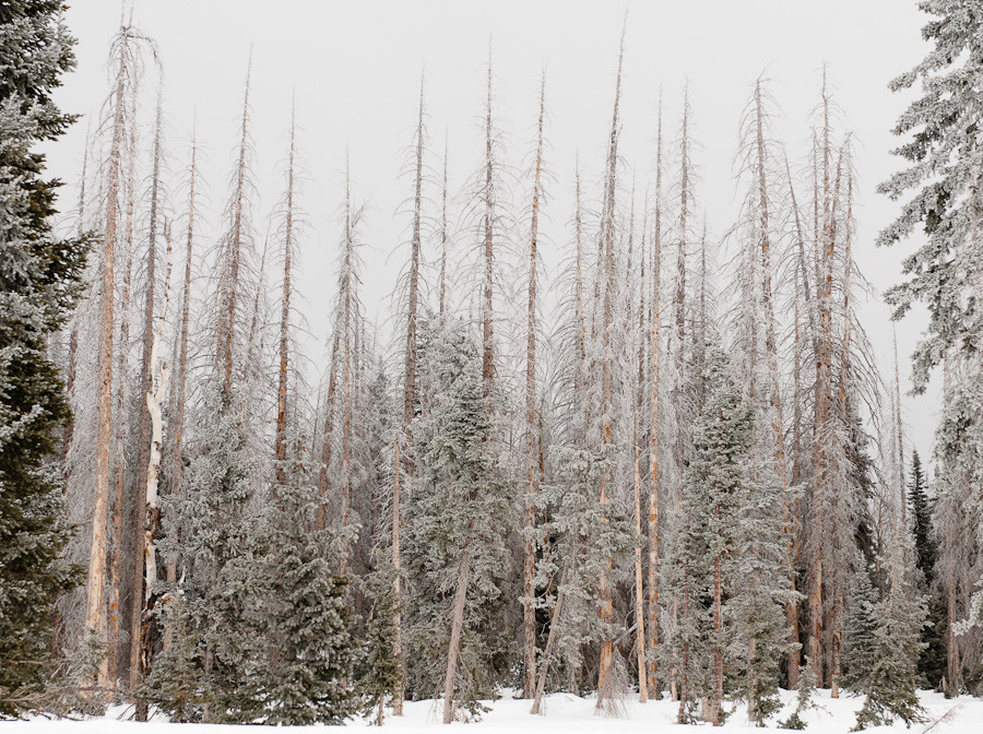 Frozen Conifers, Utah