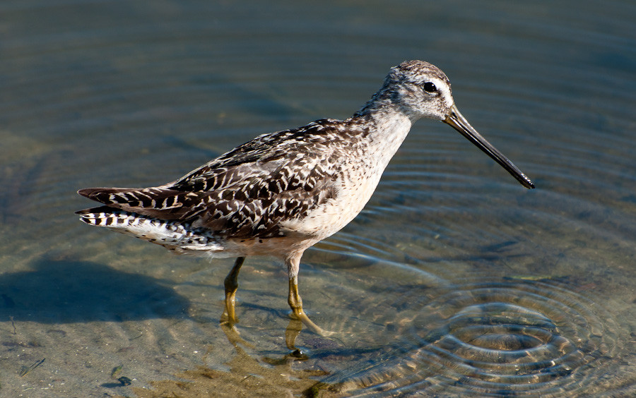 White Rumped Sandpiper