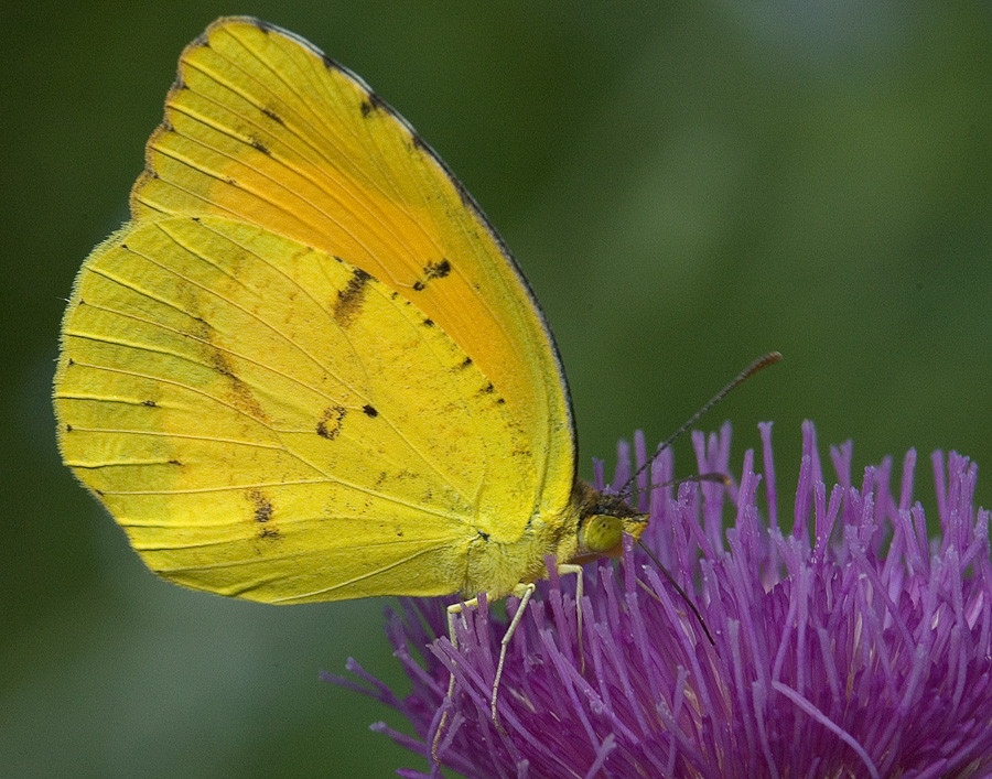 Sleepy Orange on Thistle