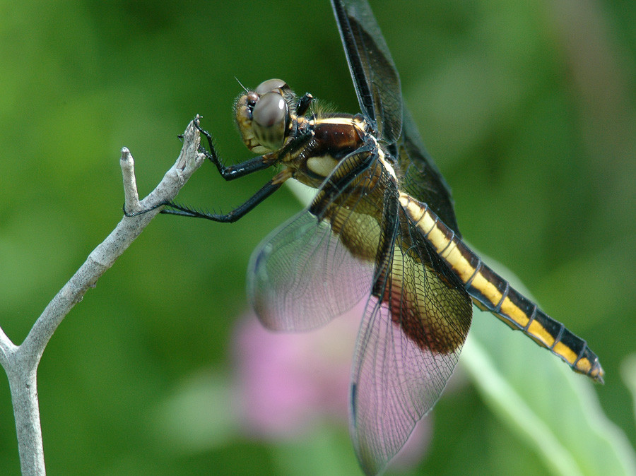 Widow Skimmer Dragonfly