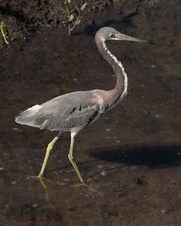 Tricolor Heron