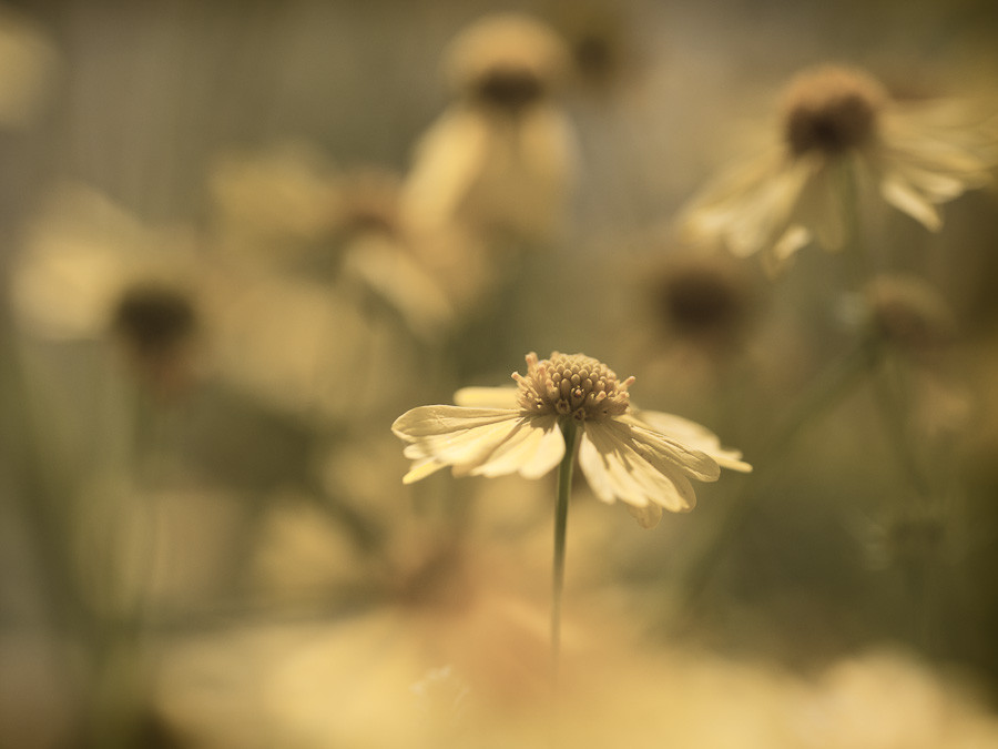 Daisies, Austin
