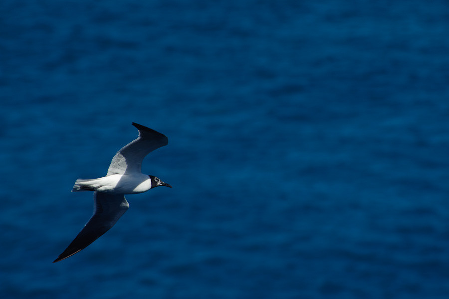 Soaring Gull, Grand Bahama