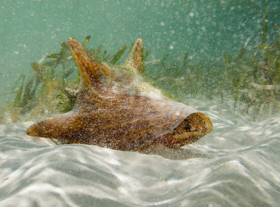 Conch in Sea Grass, Grand Bahama