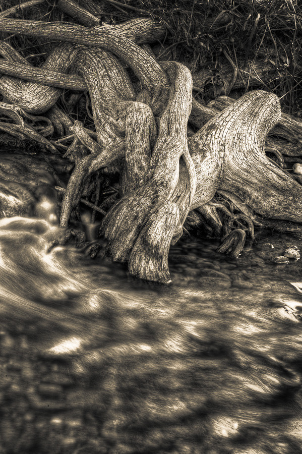 Cypress Root and Stream