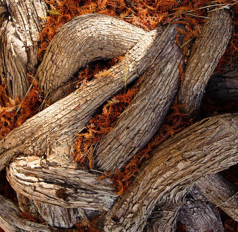 Cypress Roots and Needles, Pedernales River
