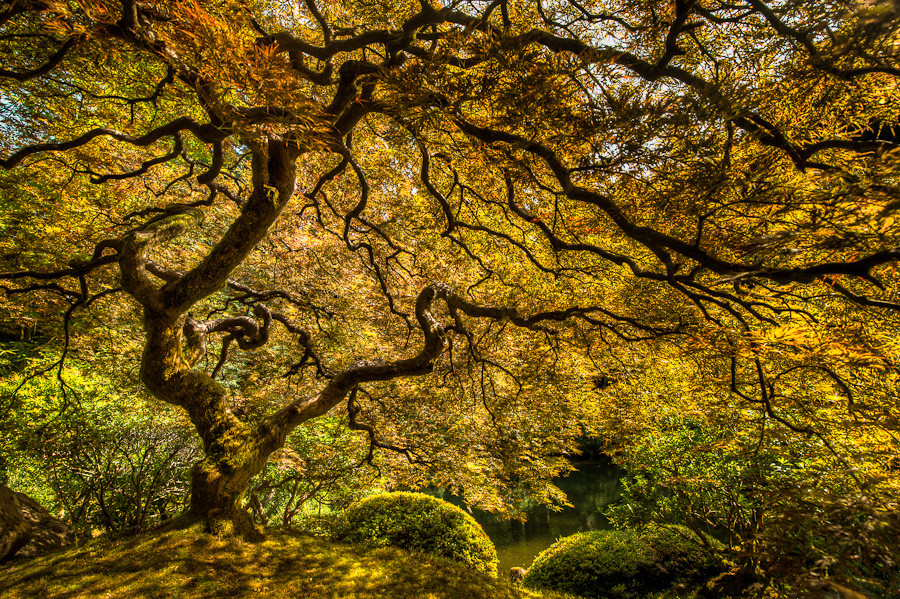 The Tree of Life, Portland Japanese Garden Dave Wilson Photography