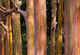 Painted Eucalyptus Trunks