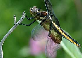 Dragonfly